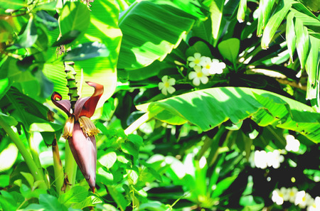 Cabbage leaves of bananas from the banana tree.の写真素材
