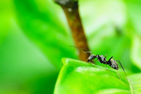 Ant walking on grass stem happily.の写真素材