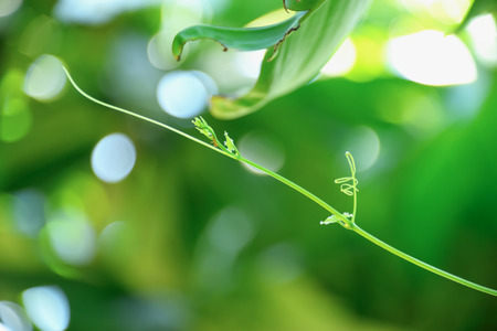 Gord is a herbaceous plant with stems attached mustache does not freeze the trees nearby.の写真素材