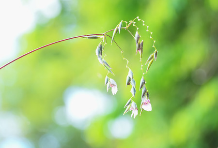 Clark is a tree that grows along the waterfront like a rhizome, an underground with a trunk.の写真素材