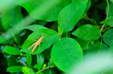 Grasshopper grip on large leaves to camouflage it.