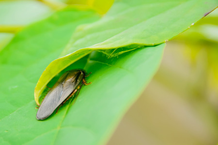 Cockroaches are hiding under the leaves.の写真素材