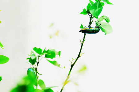 Jewel beetle eats leaves, ignoring anything.の写真素材