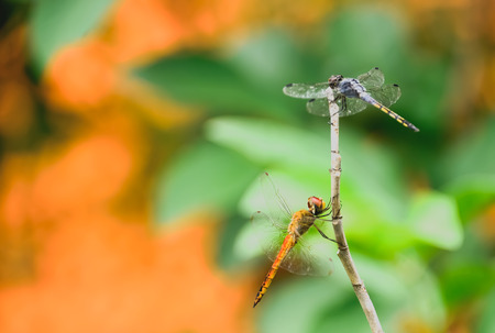 Dragonflies are clamped on the end of branches.の写真素材