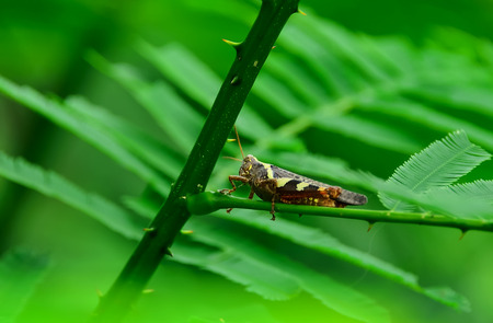 Grasshopper perched on a branch with caution.の写真素材