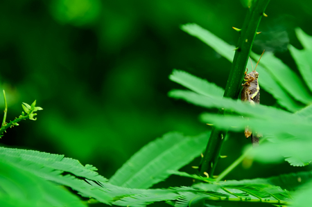 Grasshopper perched on a branch with caution.の写真素材