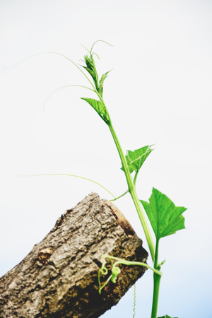 Zucchini is a herbaceous plant with stems soft and lightweight. It uses its tentacles grasping tree. So that leaves it more exposed to the sun.の写真素材