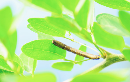 The caterpillars are unsightly color for camouflage.の写真素材
