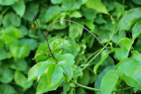 Sundae is bittersweet to catch one tree to another like a tree and its leaves have been sunlight.の写真素材