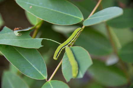 Green worm perched on a branch, it leaves as food.