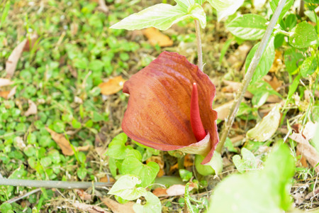 Bon bloom adjacent to the ground with red petals.の写真素材