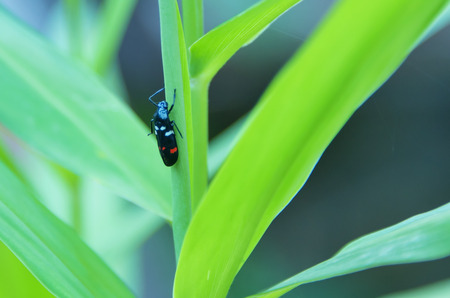 Insect color and shape vary according to the nature.の写真素材