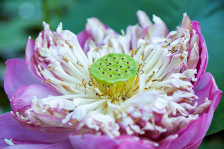 Lotus blooming for sun in the water.の写真素材