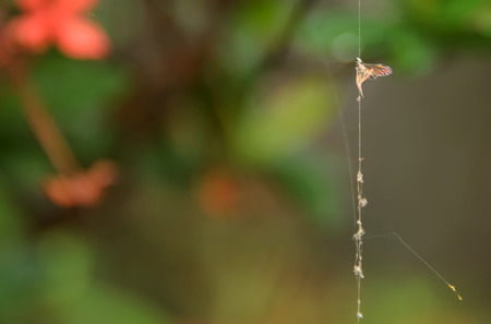 Victim of spider webs attached to it, which is eaten as left wing.の写真素材