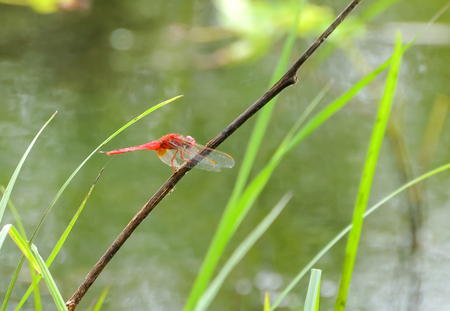 Dragonflies are clamped on the end of branches.の写真素材