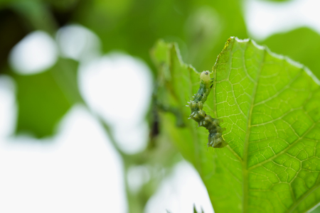 A worm eating leaves carefully until it is gone, it leaves half.の写真素材
