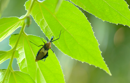 Insect color and shape vary according to the nature.