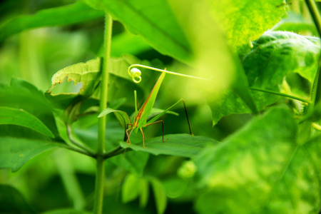 Grasshopper grip on large leaves to camouflage it.の写真素材