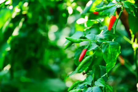Peppers are ripe with bright red trim on its leaves are green.の写真素材