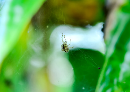 When the wind and insect Stains to adhere to the fiber of spider.の写真素材