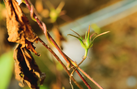 Seeds in the pod until it fully grown.の写真素材