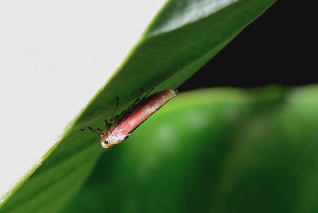 Insects are hidden under leaves carefully.の写真素材