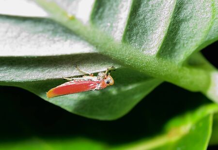 Insects are hidden under leaves carefully.の写真素材