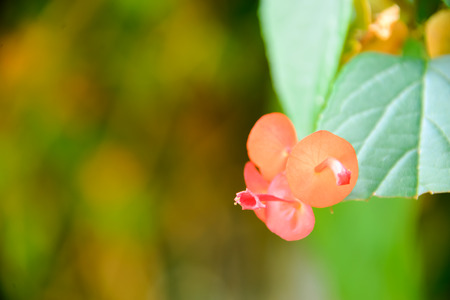 Wildflowers blooming insects flying into it.の写真素材