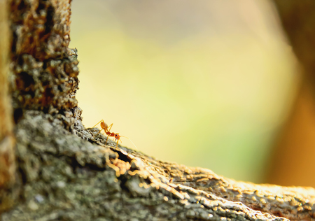 Red Ant is perched on the branches. Then it opened its mouth to intimidate enemies.の写真素材