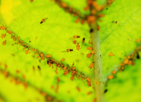 Aphids are insects that take nutrients from the plants by sucking plant, which causes a lack of...