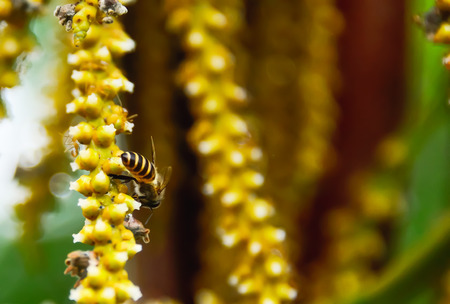 Worker bees are collecting nectar as pollen.