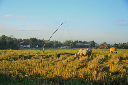 Cattle were taken by the end of the tether rope to the other end attached to the end of downed trees to prevent slack rope.の写真素材