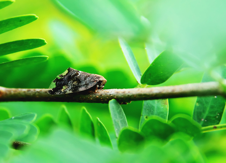 Insect color and shape vary according to the nature.の写真素材