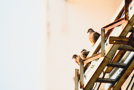 Pigeon perched on iron rails.の写真素材