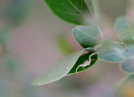 Spiders are hiding in the foliage.の写真素材