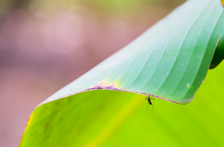 Mosquitoes are perched on a the foliage.