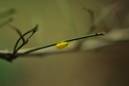 Insect nest on the tree to lay eggs and their young dodge Pat's.の写真素材