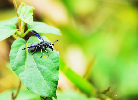 Black insect are perched on a leaf.の写真素材