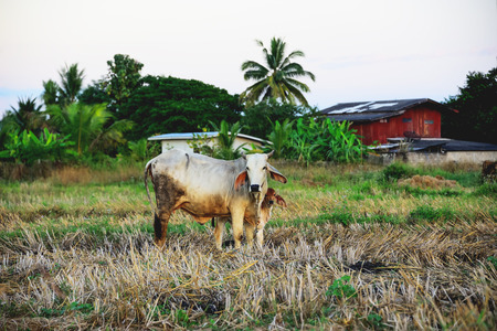 The cow and the children are standing together in the middle of the field.の写真素材