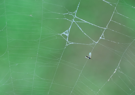 Flying insects caught in the webs of spiders.
