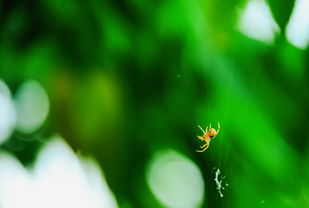 Spider perched on its fiber only.の写真素材