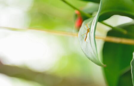 Mosquitoes are perched on leaves.