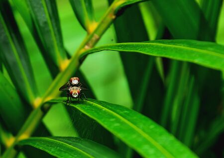 The flies are perched on leaves.の写真素材
