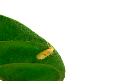 The butterflies are perched on leaves.の写真素材