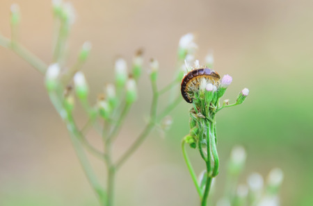 Centipede is perched on the flower.