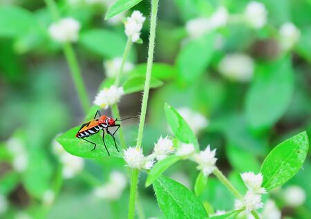 Red insects are perched on a green leaf.の写真素材