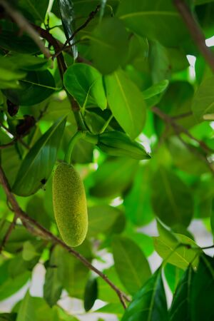 Jak was issued a new observation a very small size can be easily compared to the size of the leaves.