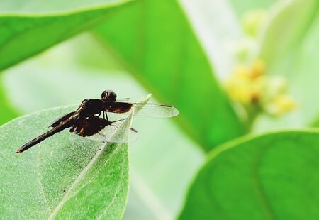 The dragonfly is perched on the leaves.の写真素材