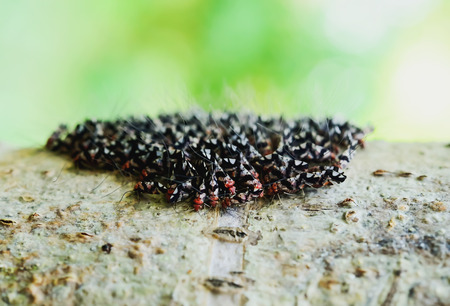 Insects banded together in the trees.の写真素材