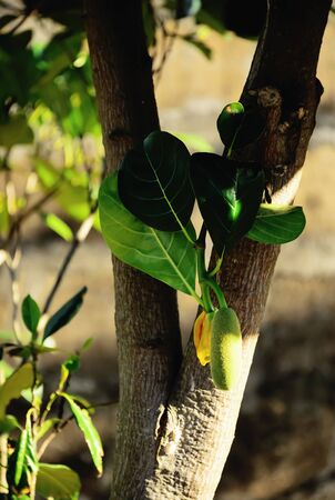 Jak was issued a new observation a very small size can be easily compared to the size of the leaves.の写真素材